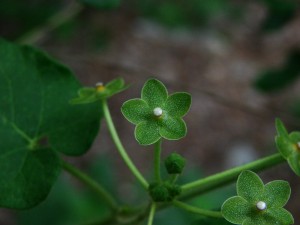 Texas Plant Information Database Hicks & Company