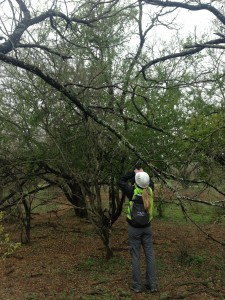 Endangered Species Habitat Assessments & Presence Absence Surveys