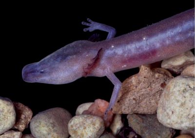Edwards Aquifer Authority Habitat Conservation Plan