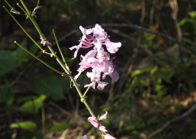 Bracted Twistflower Surveys